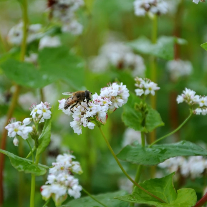 miod-gryczany-pasieka-sienkiewicz (2).webp